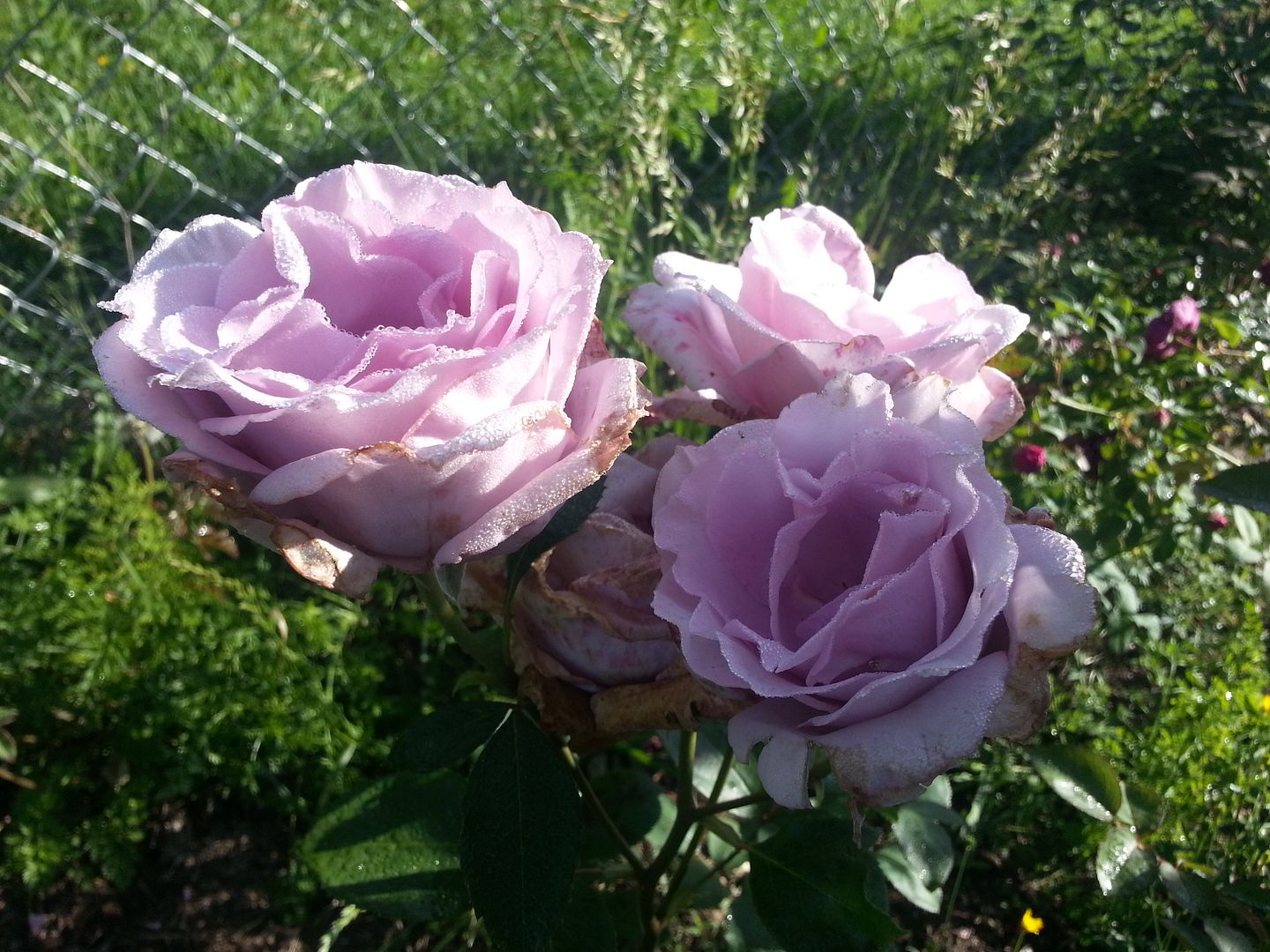 blue girl photo 20130525_084453_zps146b76bc.jpg